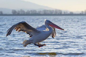 pelikan, kędzierzawy (Pelecanus crispus) © Grzegorz