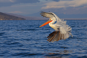 pelikan, kędzierzawy (Pelecanus crispus) © Grzegorz