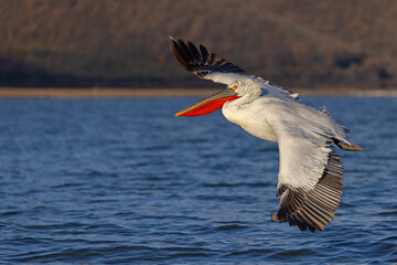 pelikan, kędzierzawy (Pelecanus crispus) © Grzegorz