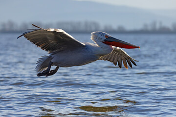 pelikan, kędzierzawy (Pelecanus crispus) © Grzegorz
