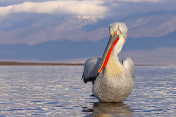 pelikan, kędzierzawy (Pelecanus crispus) © Grzegorz