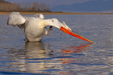 pelikan, kędzierzawy (Pelecanus crispus) © Grzegorz