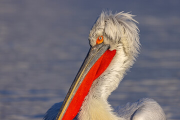 pelikan, kędzierzawy (Pelecanus crispus) © Grzegorz