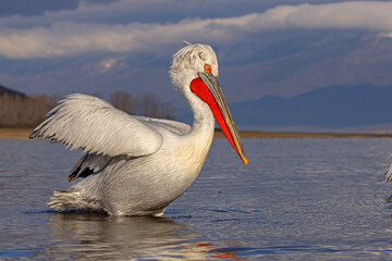 pelikan, kędzierzawy (Pelecanus crispus) © Grzegorz