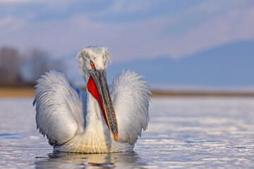 pelikan, kędzierzawy (Pelecanus crispus) © Grzegorz