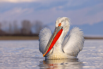 pelikan, kędzierzawy (Pelecanus crispus) © Grzegorz