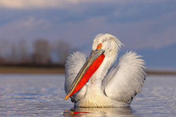 pelikan, kędzierzawy (Pelecanus crispus) © Grzegorz