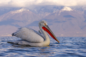 pelikan, kędzierzawy (Pelecanus crispus) © Grzegorz