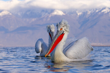 pelikan, kędzierzawy (Pelecanus crispus) © Grzegorz