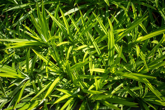 The Pandanus (Pandanus amaryllifolius), or screw pine.