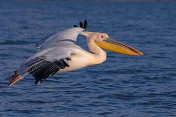 Pelikan różowy, pelikan baba (Pelecanus onocrotalus) © Grzegorz