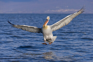 pelikan, kędzierzawy (Pelecanus crispus) © Grzegorz