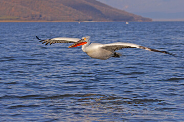 pelikan, kędzierzawy (Pelecanus crispus) © Grzegorz