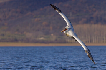 pelikan, kędzierzawy (Pelecanus crispus) © Grzegorz