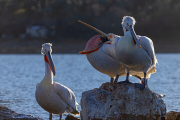 pelikan, kędzierzawy (Pelecanus crispus) © Grzegorz