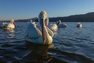 pelikan, kędzierzawy (Pelecanus crispus) © Grzegorz