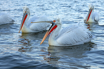 Pelikan kędzierzawy (Pelecanus crispus) © Grzegorz