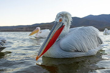 Pelikan kędzierzawy (Pelecanus crispus) © Grzegorz