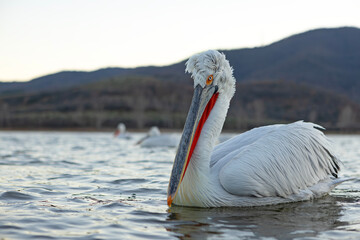 Pelikan kędzierzawy (Pelecanus crispus) © Grzegorz