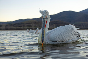 Pelikan kędzierzawy (Pelecanus crispus) © Grzegorz