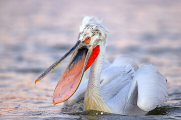 Pelikan kędzierzawy (Pelecanus crispus) © Grzegorz