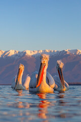 Pelikan kędzierzawy (Pelecanus crispus) © Grzegorz