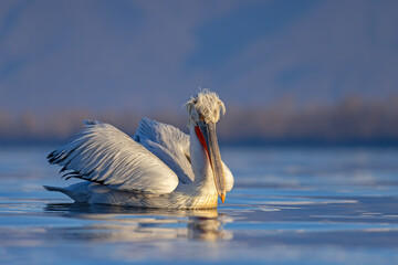 Pelikan kędzierzawy (Pelecanus crispus) © Grzegorz