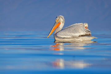 Pelikan kędzierzawy (Pelecanus crispus) © Grzegorz