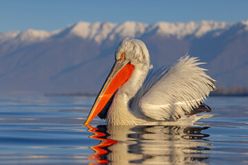 Pelikan kędzierzawy (Pelecanus crispus) © Grzegorz