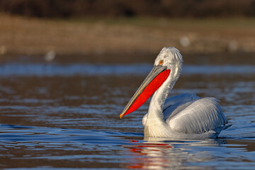 Pelikan kędzierzawy (Pelecanus crispus) © Grzegorz