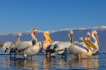 Pelikan kędzierzawy (Pelecanus crispus) © Grzegorz