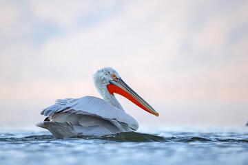 Pelikan kędzierzawy (Pelecanus crispus) © Grzegorz