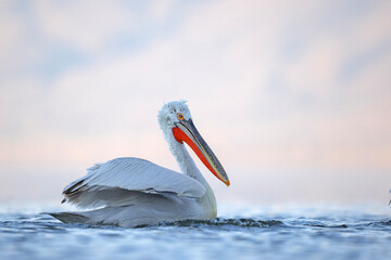 Pelikan kędzierzawy (Pelecanus crispus) © Grzegorz