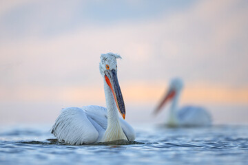 Pelikan kędzierzawy (Pelecanus crispus) © Grzegorz