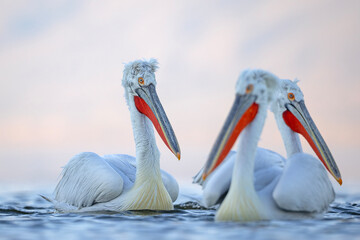 Pelikan kędzierzawy (Pelecanus crispus) © Grzegorz