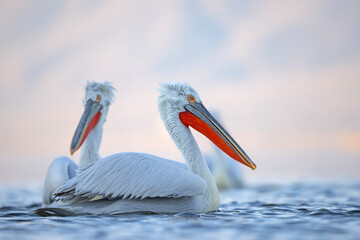 Pelikan kędzierzawy (Pelecanus crispus) © Grzegorz