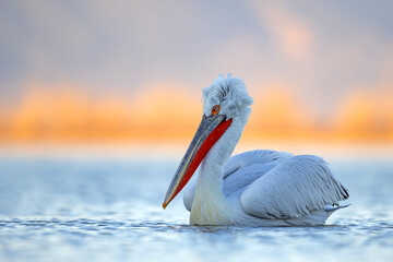 Pelikan kędzierzawy (Pelecanus crispus) © Grzegorz