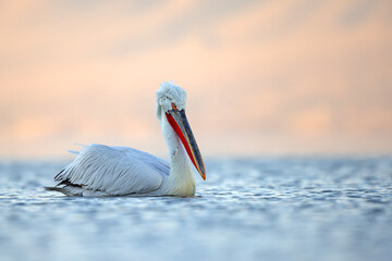 Pelikan kędzierzawy (Pelecanus crispus) © Grzegorz
