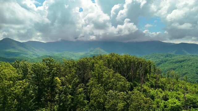 Smoky mountains summer woods. Appalachian mountains in North Carolina with fresh green forest trees in summertime rainy season. Beauty of USA nature.
