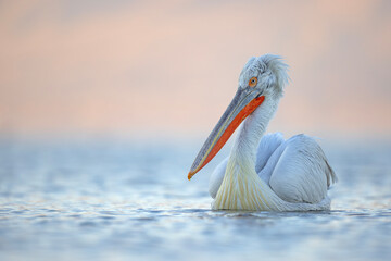 Pelikan kędzierzawy (Pelecanus crispus) © Grzegorz