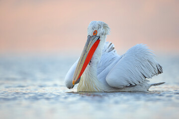 Pelikan kędzierzawy (Pelecanus crispus) © Grzegorz