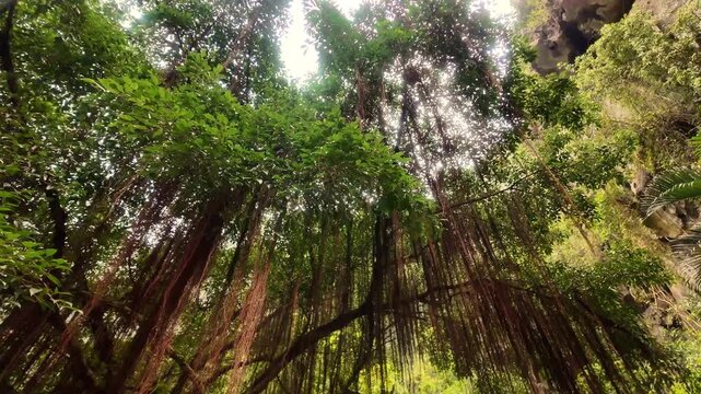Low Angle View of Sunlit Jungle Canopy with Hanging Aerial Vines and Limestone Karst Cliffs in Ninh Binh Vietnam
