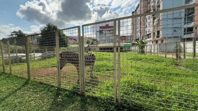Beige brown striped zebra stands behind metal mesh fence in zoo paddock near green grass against residential buildings under cloudy sky