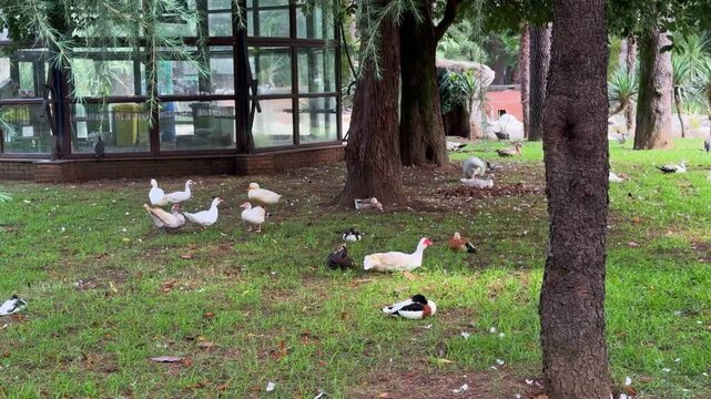 Flock of domestic and muscovy ducks quacking, vocalizing and moving necks back and forth while walking and resting on green lawn in park