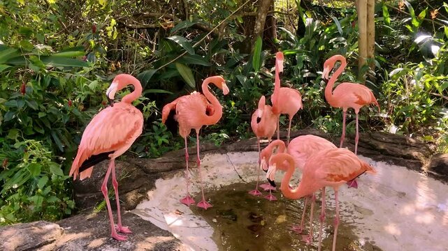 Vibrant Pink Flamingos Gathering Near Water Pool at Vinpearl Safari in Phu Quoc Island Vietnam: 4K Video