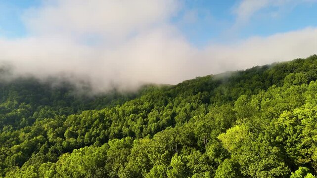 Summer woods of Appalachian mountains with green canopies in colorful forest. Wild nature in summertime humid rain season.