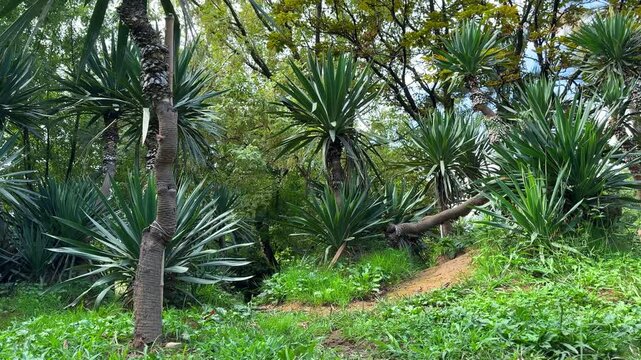 Lush tropical garden with green yucca and palm trees on green grass with dirt path on sunny day