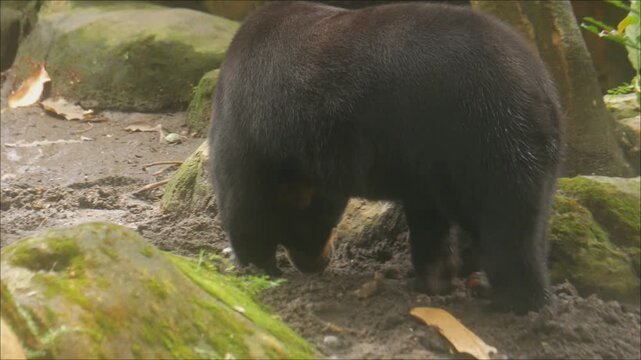 A black bear of the genus Ursus on rocky ground