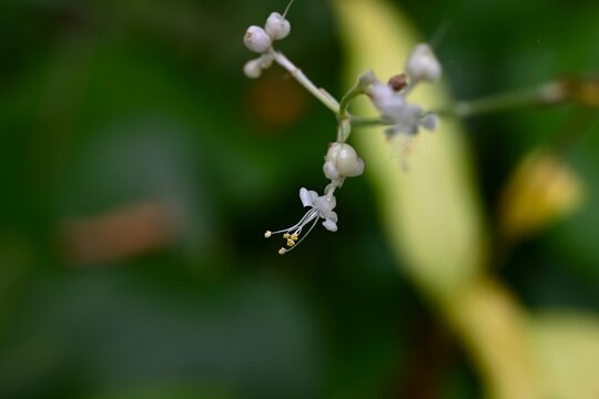 Pollia japonica. Commelinaceae perennial. It grows in clusters in the shade of forests, produces white flowers in summer, and fruit ripens to a blue purple color.