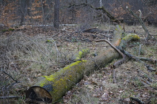 Moss-covered fallen tree trunk on the forest floor, surrounded by dry leaves and woodland vegetation.